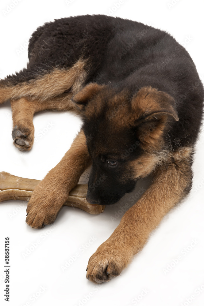 Puppy of German Shepherd  isolated on white  Background