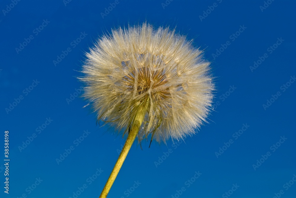 dandelion on a blue sky background