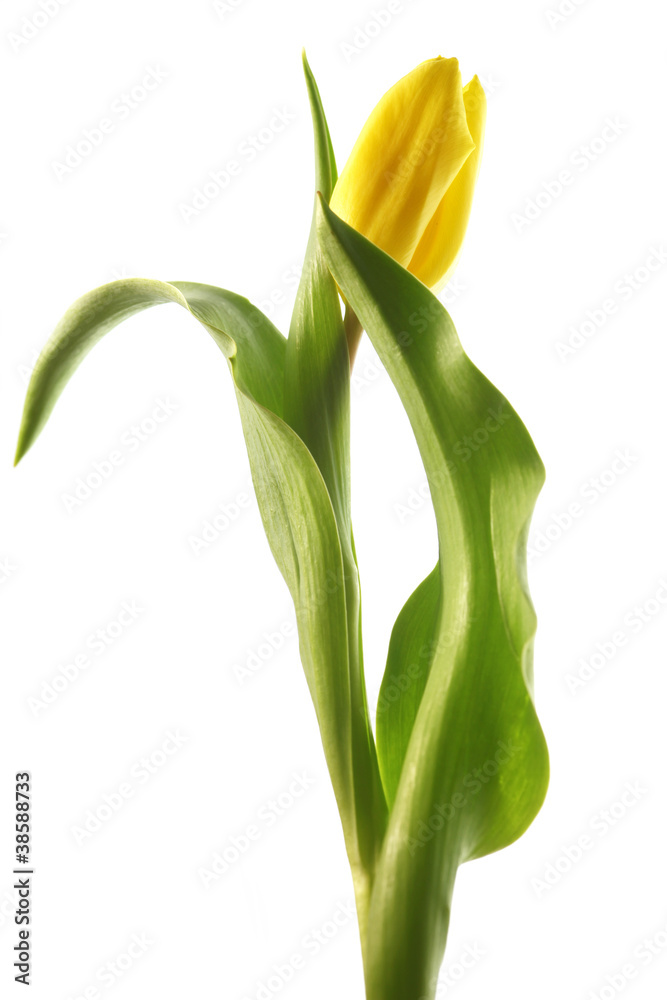 Frühlingserwachen Frühlingserwachen