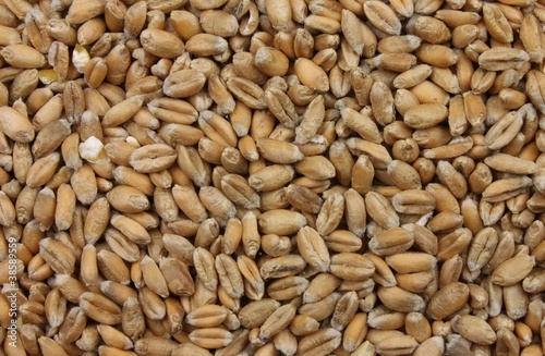 Weizenkörner
