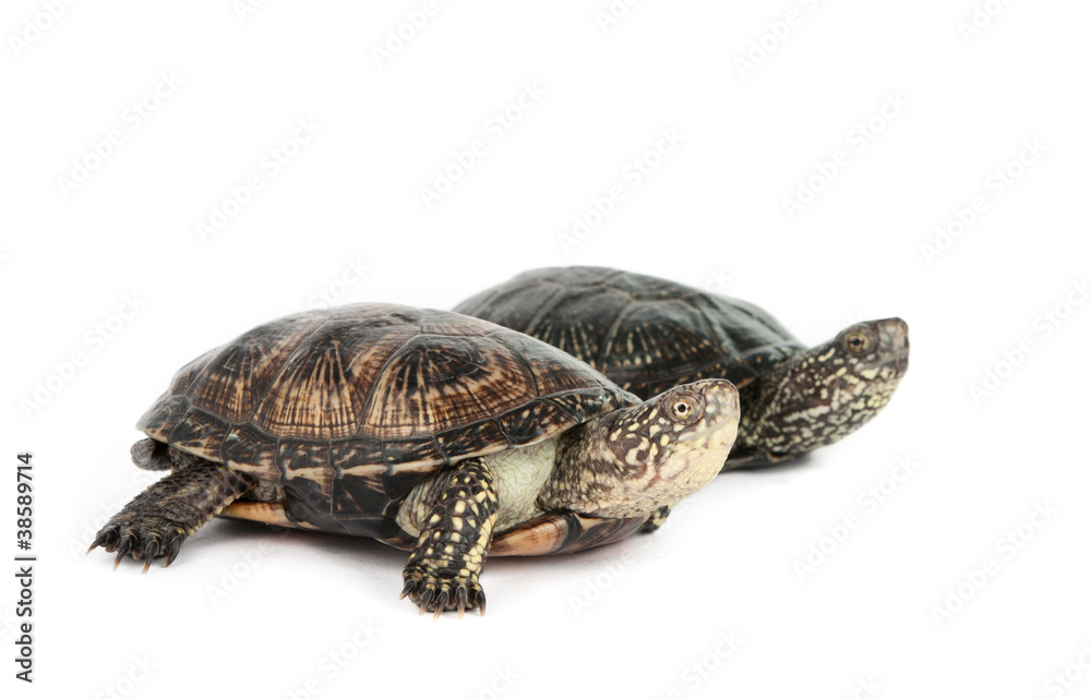 Naklejka premium turtle isolated