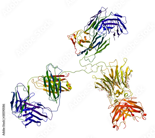 Immunoglobulin molecule