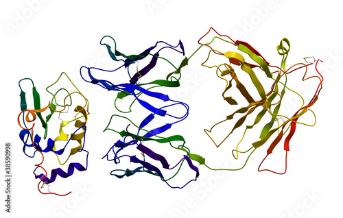 Immunoglobulin bound to antigen