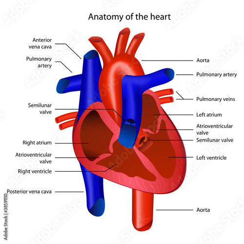 Anatomy of the heart vector illustration