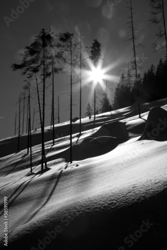 black and shite trees in winter