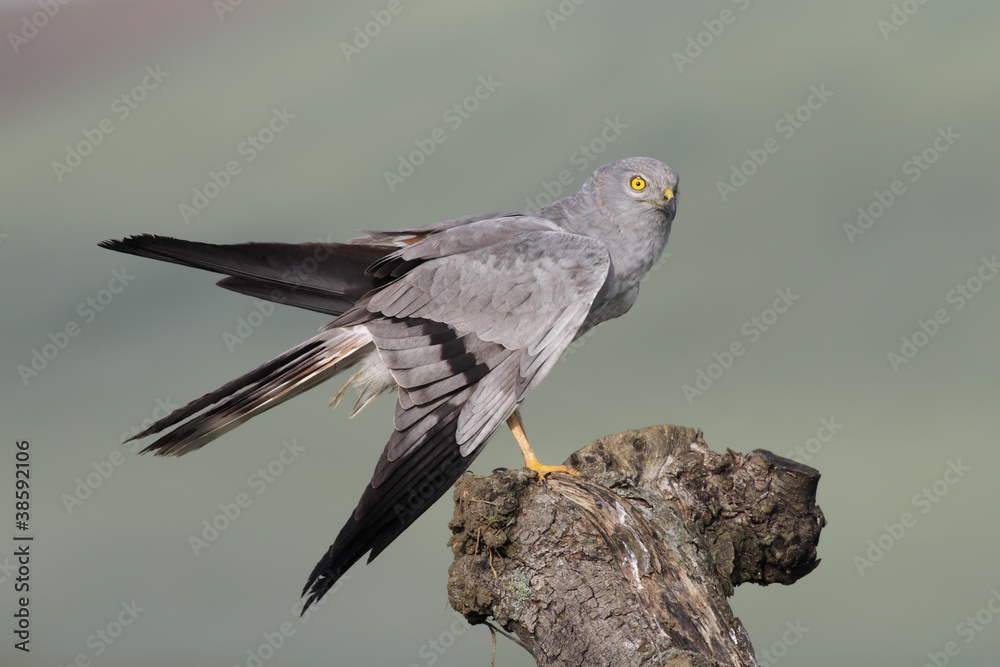 Obraz premium Aguilucho cenizo