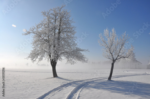 bäume im winter