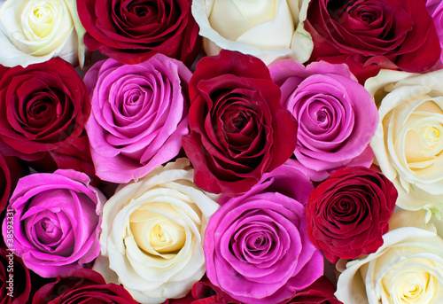 Roses