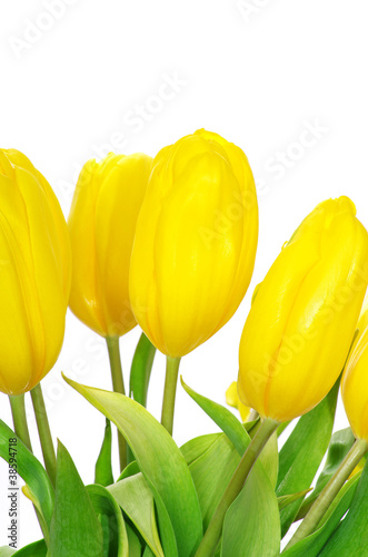 yellow tulips