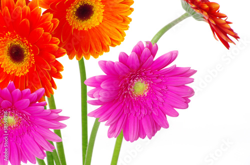 colorful gerberas