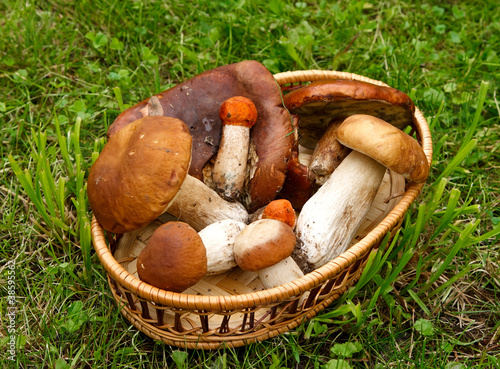 Mushrooms in a basket on a background of green grass.