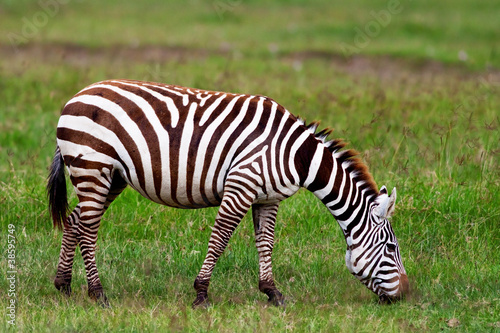 Zebra in the Maasai Mara National Park  Kenya