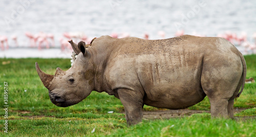 Rhinoceros in Lake Nakuru National Park  Kenya