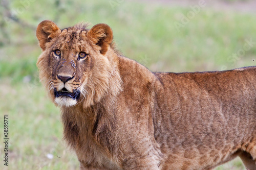Young African Lion in the Lake Nakuru National Park, Kenya