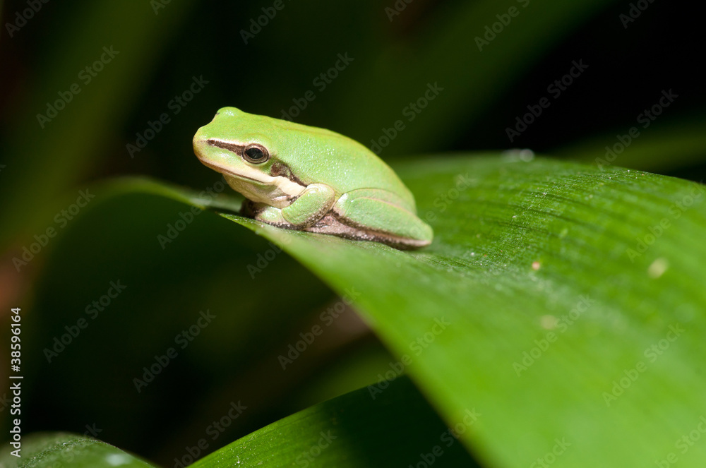 green tree frog green tree frog