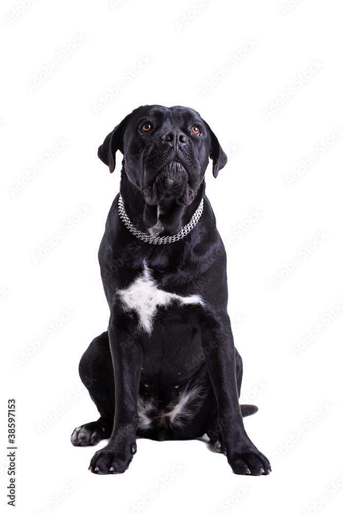 Cane Corso purebred dog Cane Corso purebred dog