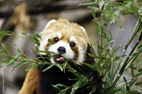 Red Panda eating bamboo