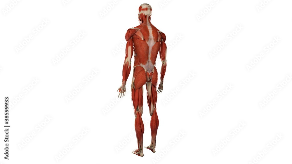 Male skeleton with muscles, anatomically accurate Male skeleton with muscles, anatomically accurate