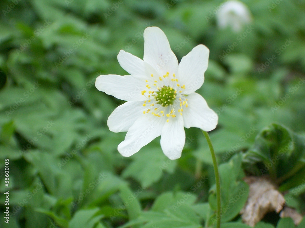 windflower windflower