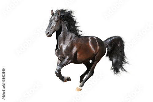Black horse runs gallop isolated on white