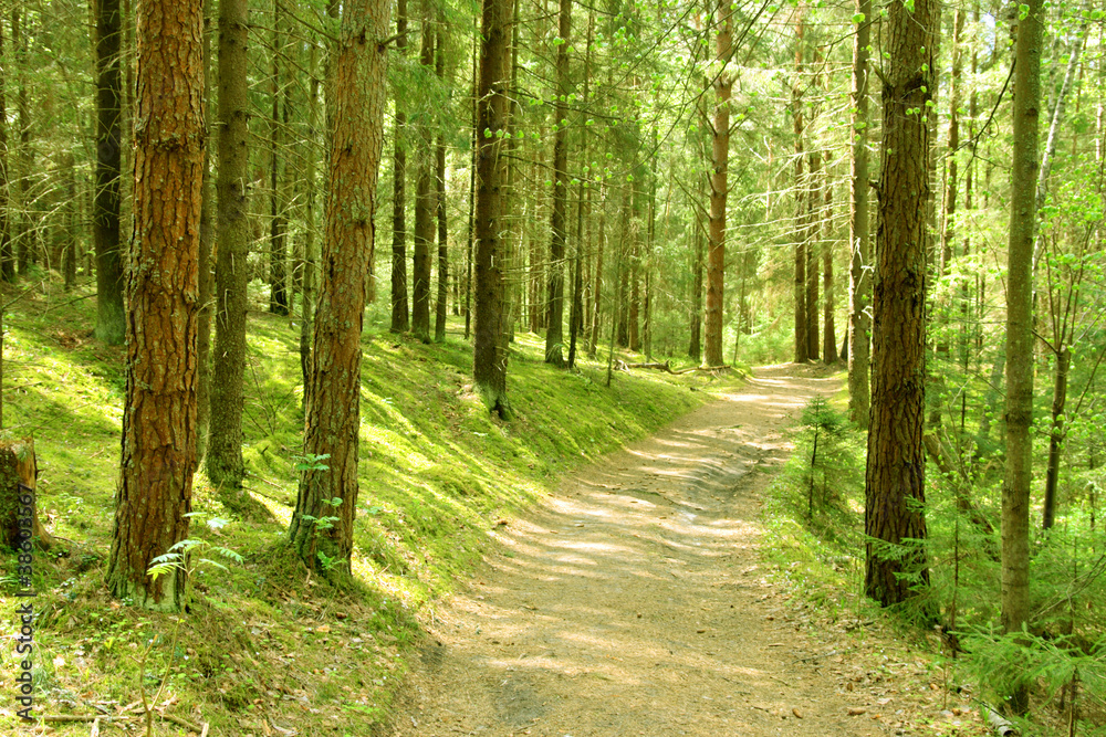Naklejka premium Spring forest. Finland.