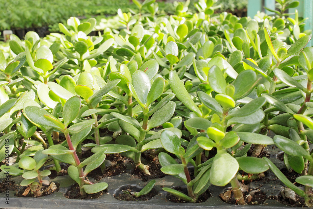 Obraz premium young seedlings