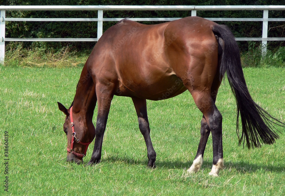 Fototapeta premium Pferd auf der Weide