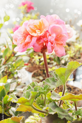 Fototapeta Naklejka Na Ścianę i Meble -  geranium