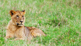 Young Lion in the Lake Nakuru National Park, Kenya