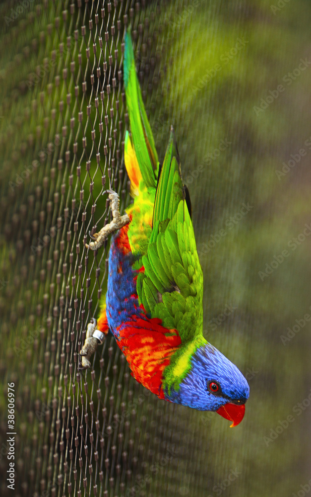 Obraz premium Sunset Lorikeet, a species of Australasian parrot