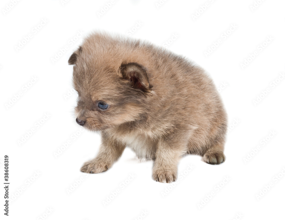 Pomeranian Spitz puppy on a white background Pomeranian Spitz puppy on a white background