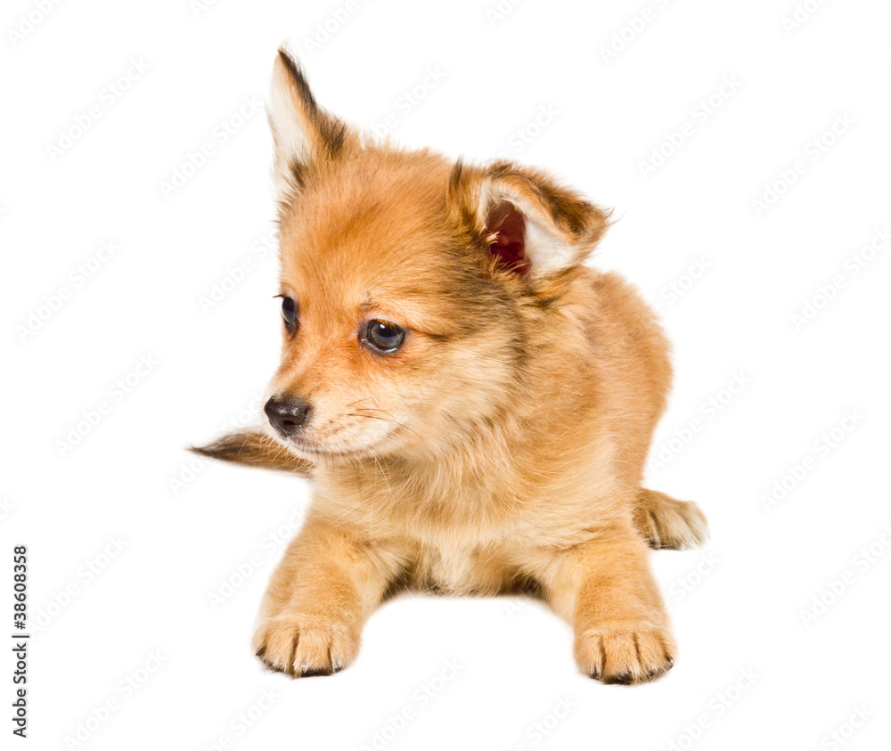 chihuahua puppy (3 months) in front of a white background