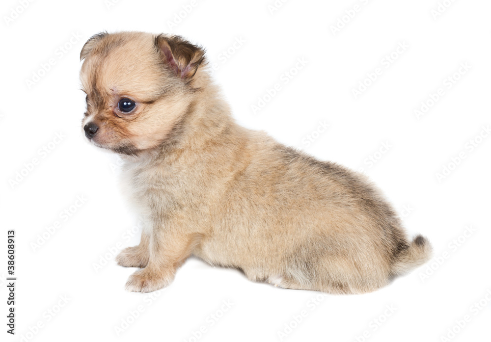 Chihuahua puppy on white background