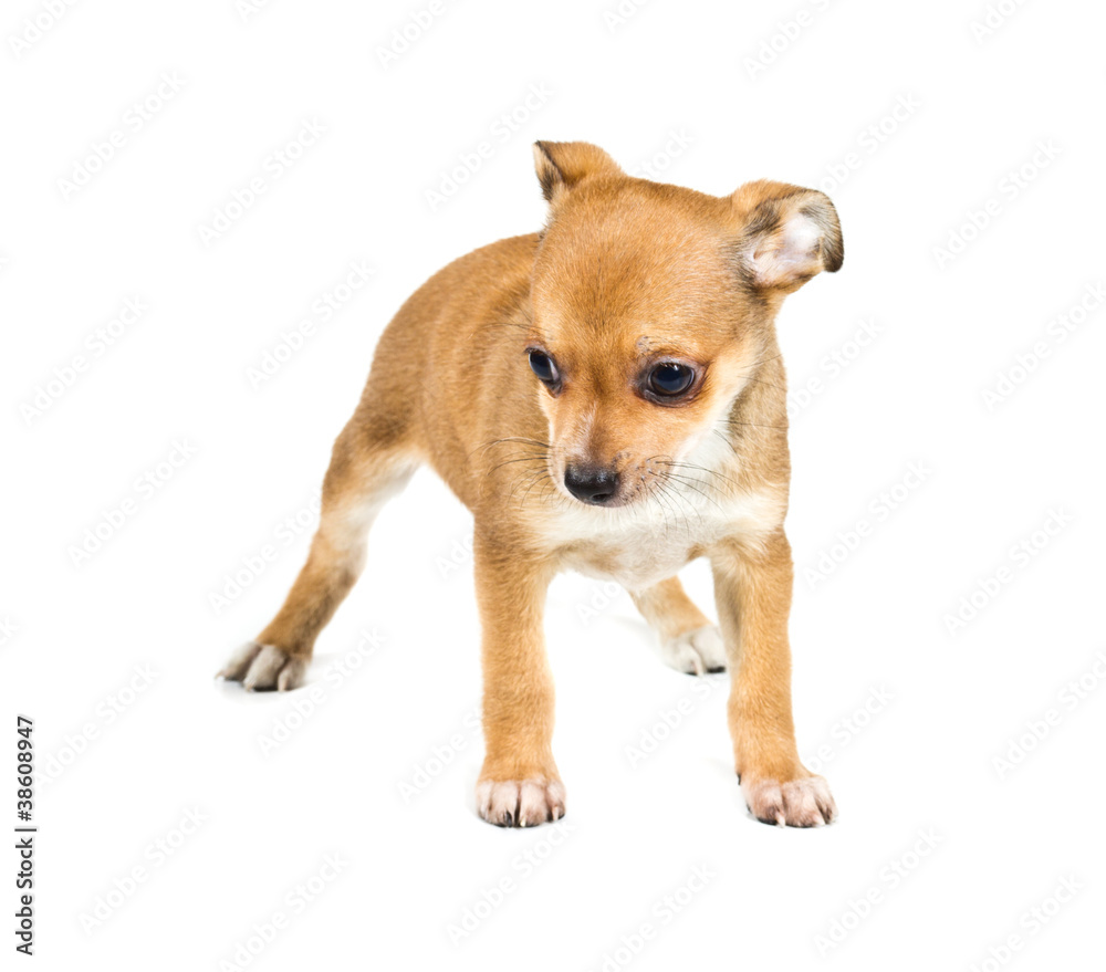 chihuahua puppy in front of a white background