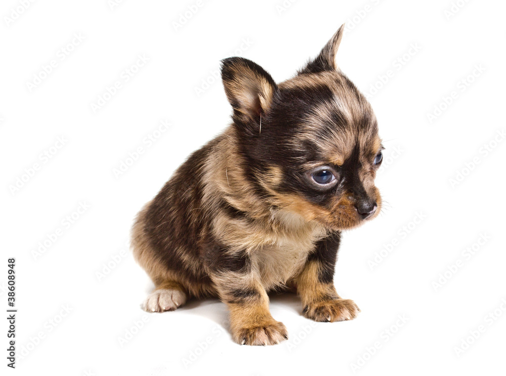 chihuahua puppy in front of a white background