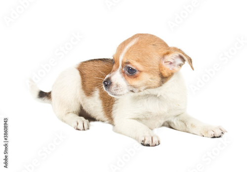 chihuahua puppy in front of a white background