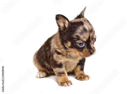 chihuahua puppy in front of a white background