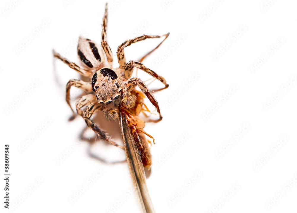 Macroclose-up Spiders captured insects on white floor Macroclose-up Spiders captured insects on white floor