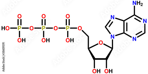Adenosine triphosphate (ATP) structural formula