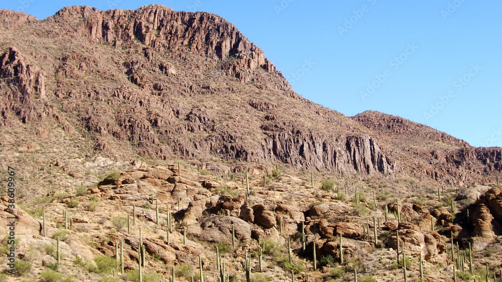 Fototapeta premium Saguaro National Park - Arizona - USA