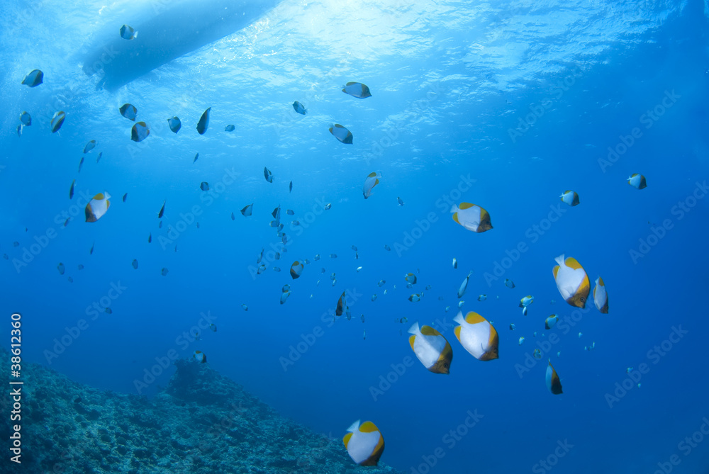 Fototapeta premium カスミチョウチョウウオの群れと船