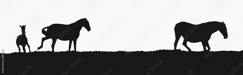 cavalos