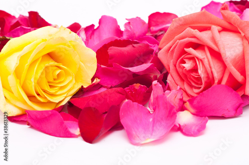 pink and yellow roses and petals on white background.