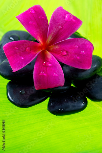 Tropical Plumeria Frangipani with spa stone for spa and wellness