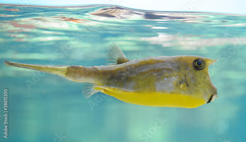 poisson vache(Lactoria cornuta) photo