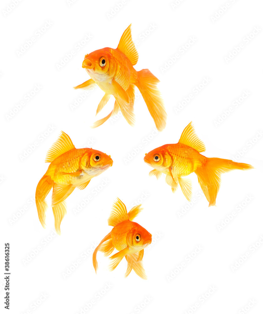 Goldfish Goldfish