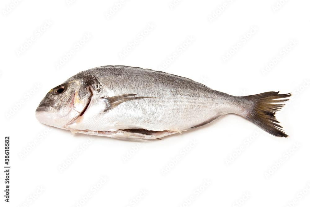 gilt-head (sea) bream (Sparus aurata) fish. gilt-head (sea) bream (Sparus aurata) fish.