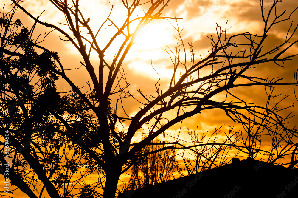 Silhouette of a tree before sunset Silhouette of a tree before sunset