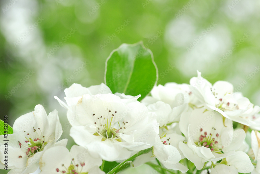flowers flowers