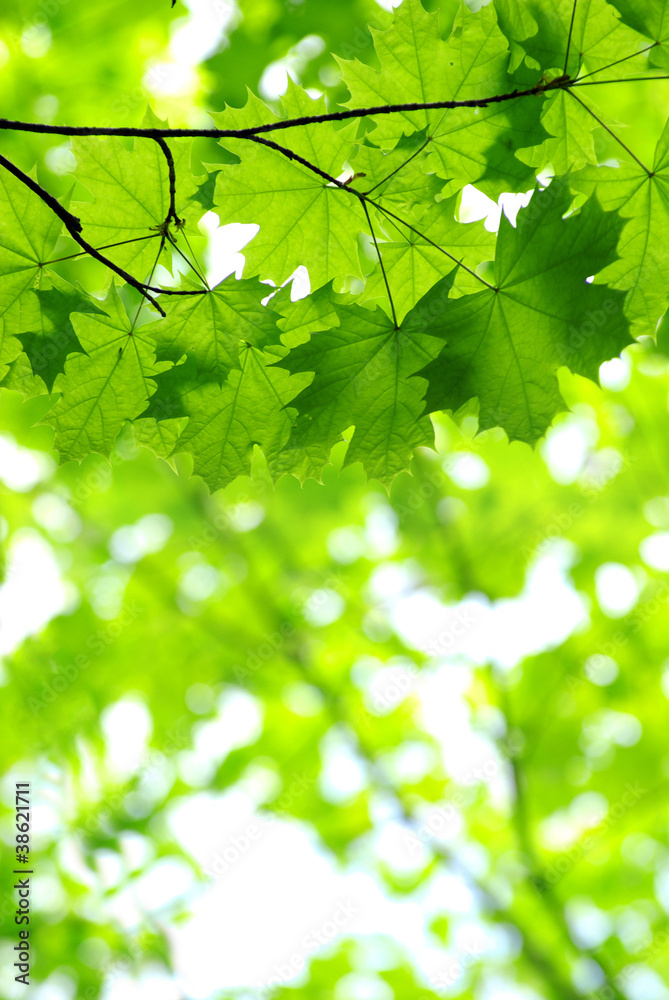 green leaves